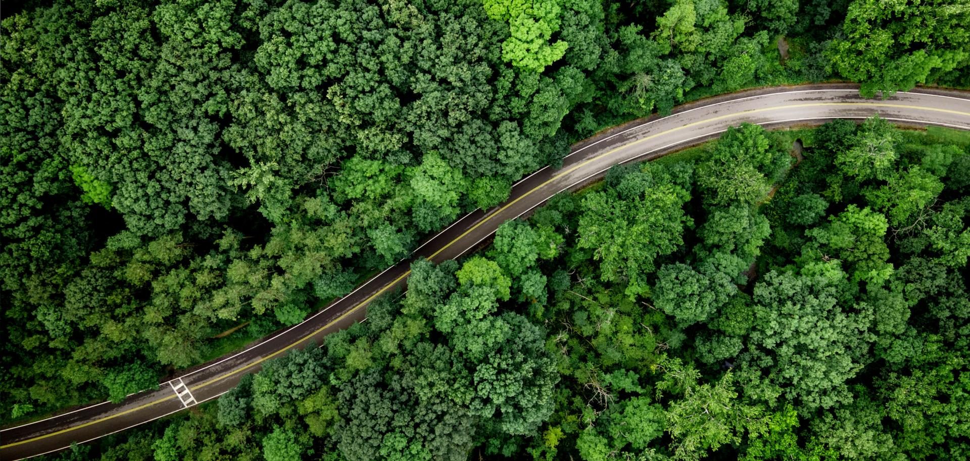 Forest road seen from above